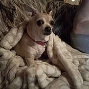 Buttercup joined the competition — help win amazing prizes! animal, blanket, brown_dog, casual, comfort, companion, couch, cozy, dog, domestic_animal, fur, furniture, indoor, looking, person_arm, pet, resting, seated, small_dog, wrapped