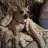 animal, blanket, brown_dog, casual, comfort, companion, couch, cozy, dog, domestic_animal, fur, furniture, indoor, looking, person_arm, pet, resting, seated, small_dog, wrapped