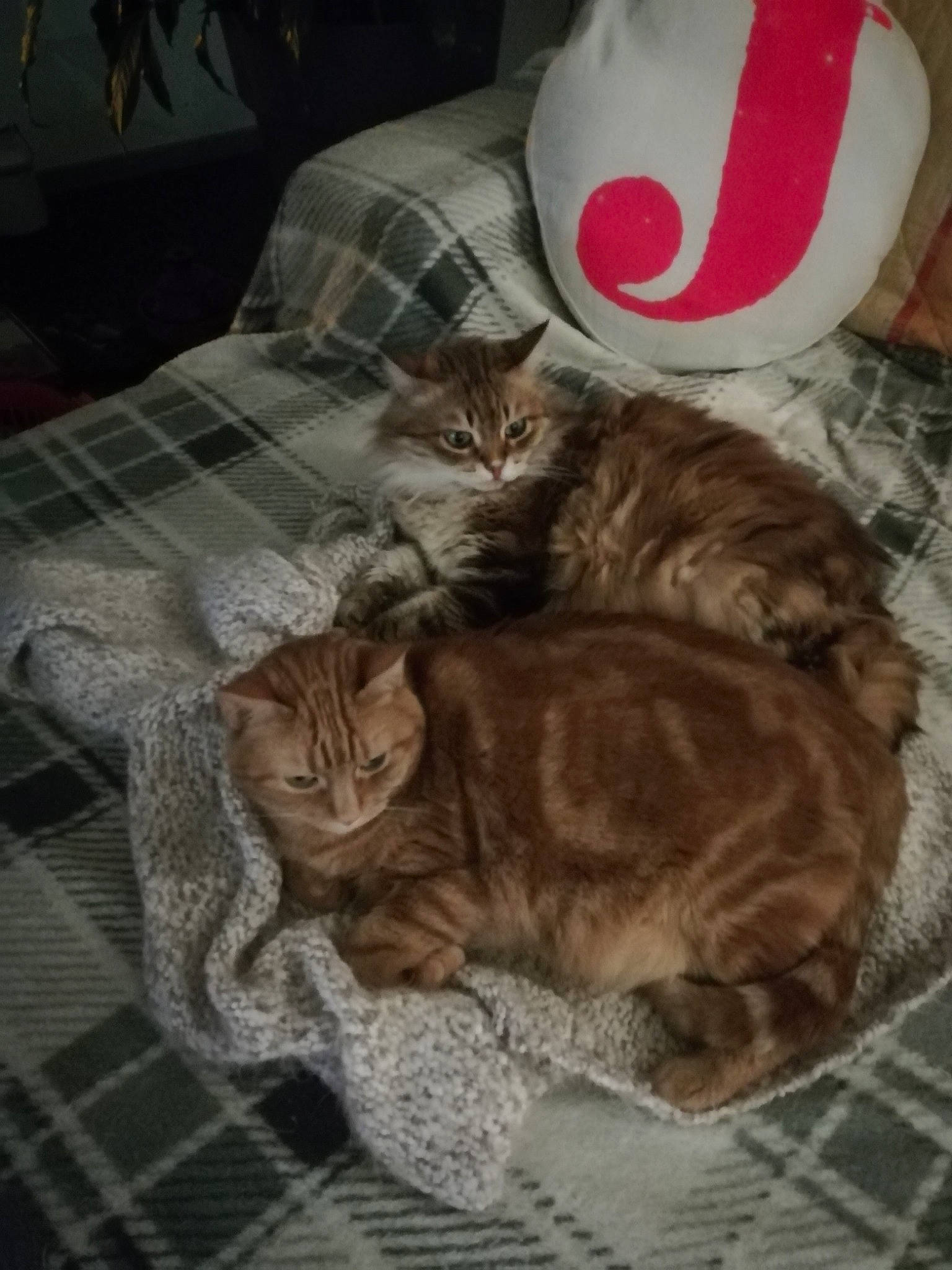 Chipie participe au concours pour gagner de l'argent avec cette photo : bed, carnivore, cat, claw, comfort, cup, domestic_short_haired_cat, drinkware, fawn, felidae, fur, lamp, linens, mug, paw, serveware, small_to_medium_sized_cats, tableware, tail, whiskers