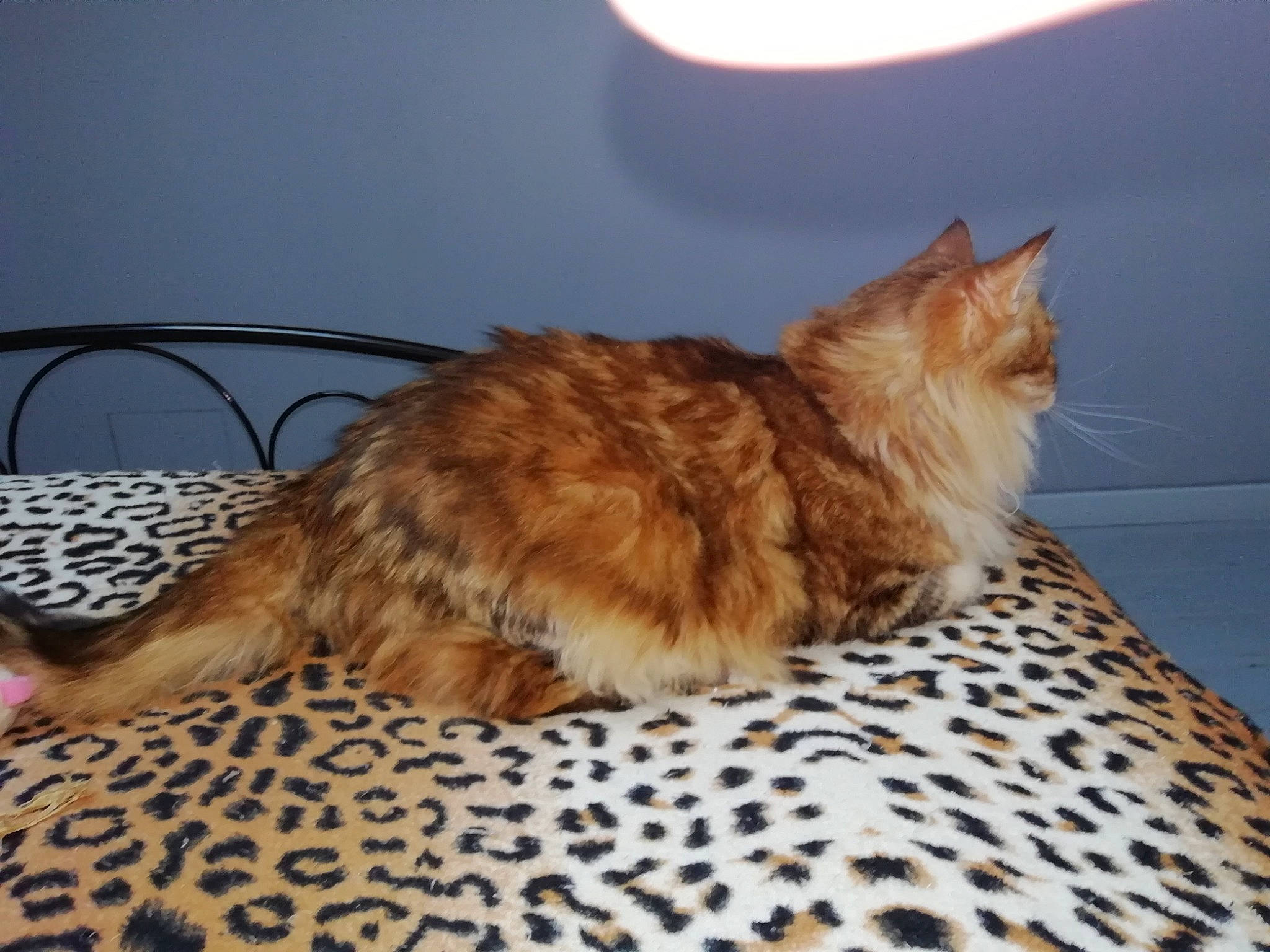 Chipie participe au concours pour gagner de l'argent avec cette photo : carnivore, cat, claw, comfort, domestic_short_haired_cat, fawn, felidae, fur, maine_coon, pattern, paw, small_to_medium_sized_cats, tail, terrestrial_animal, whiskers