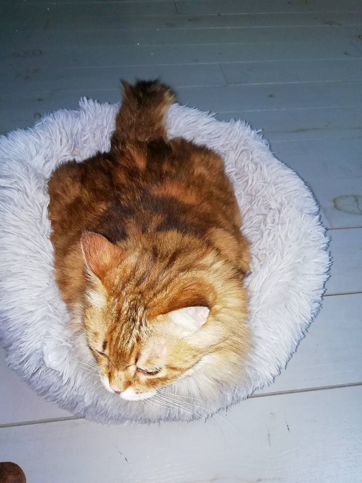 Chipie participe au concours pour gagner de l'argent avec cette photo : carnivore, cat, claw, domestic_short_haired_cat, fawn, felidae, fur, knitting, nap, paw, small_to_medium_sized_cats, snout, tail, terrestrial_animal, tree, whiskers, window, winter, wood, wool