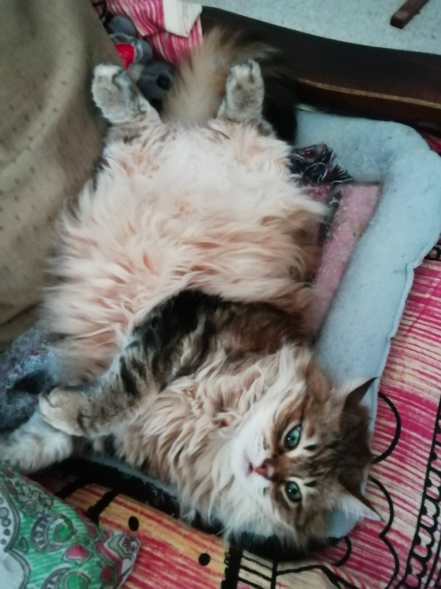 Chipie a rejoint le concours — aidez-le/la à gagner de superbes lots ! carnivore, cat, claw, comfort, domestic_short_haired_cat, fawn, felidae, fur, lap, paw, small_to_medium_sized_cats, tail, whiskers