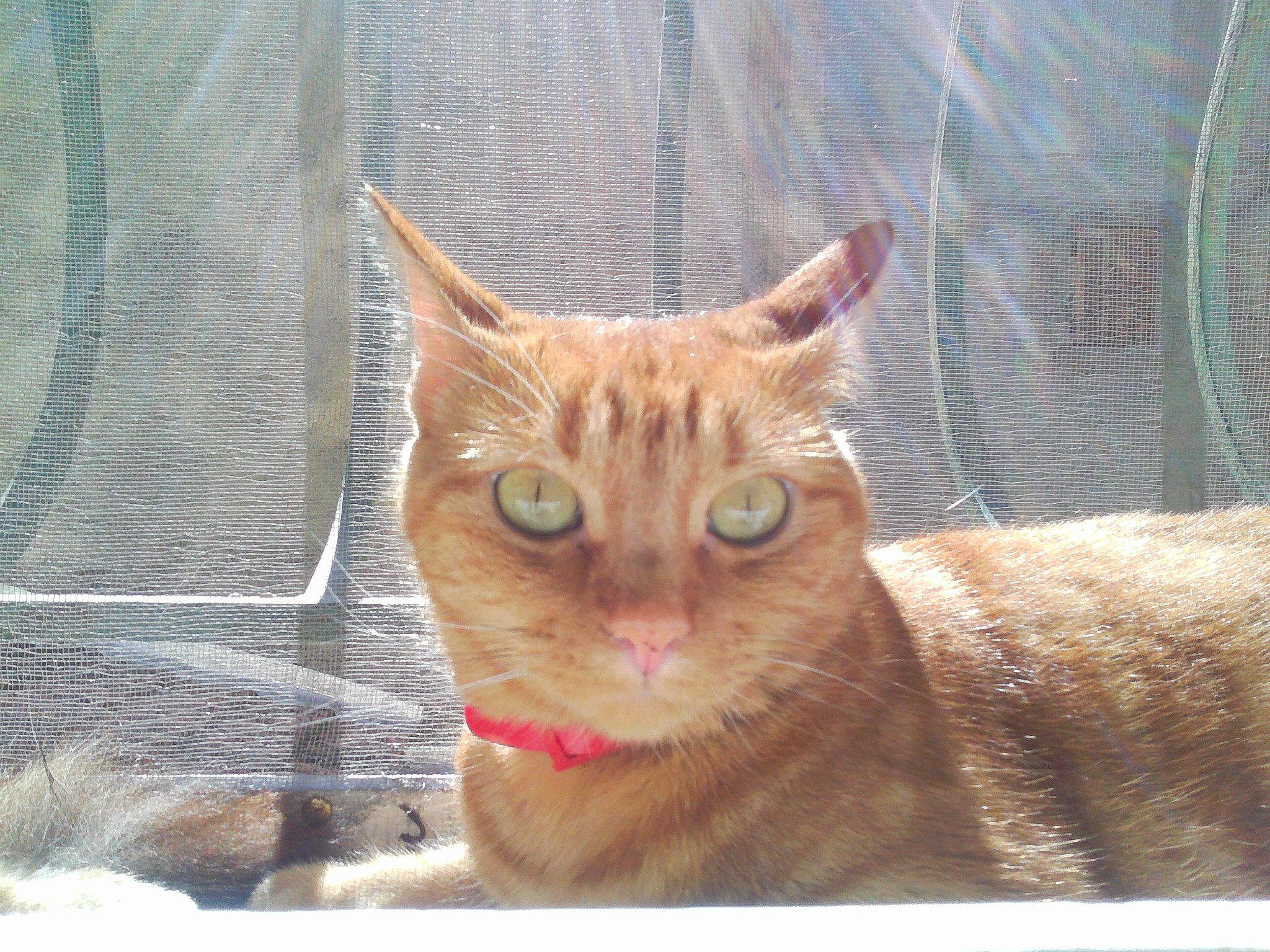 Noelle a rejoint le concours — aidez-le/la à gagner de superbes lots ! carnivore, cat, cat_supply, claw, domestic_short_haired_cat, fawn, felidae, fur, liver, mesh, pet_supply, small_to_medium_sized_cats, snout, tail, terrestrial_animal, whiskers, wildlife