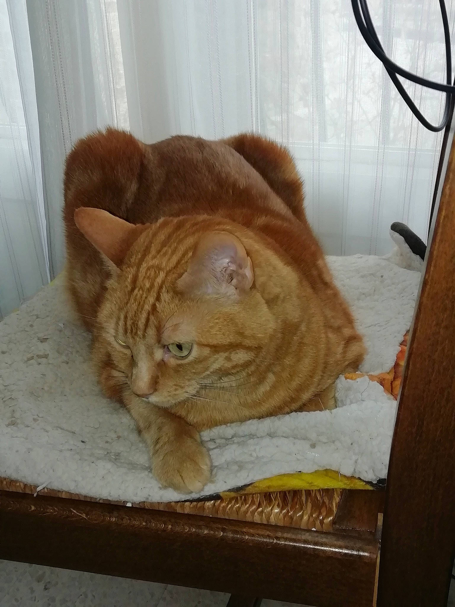 Noelle a rejoint le concours — aidez-le/la à gagner de superbes lots ! carnivore, cat, cat_supply, chair, comfort, domestic_short_haired_cat, fawn, felidae, fur, hardwood, linens, paw, pet_supply, small_to_medium_sized_cats, snout, tail, terrestrial_animal, whiskers, window, wood