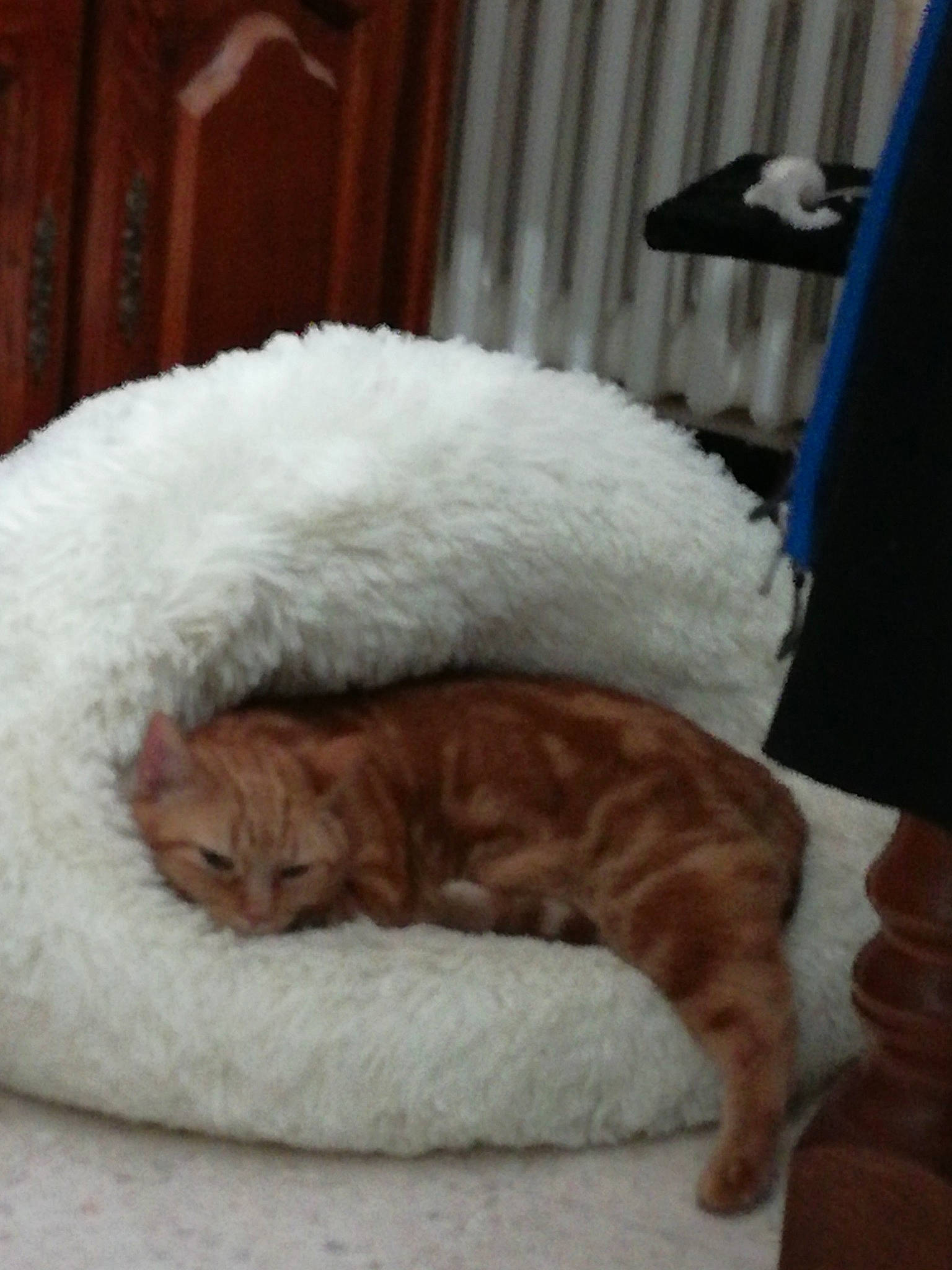 Noelle a rejoint le concours — aidez-le/la à gagner de superbes lots ! bedding, canidae, carnivore, cat, cat_bed, cat_supply, comfort, companion_dog, domestic_short_haired_cat, fawn, felidae, fur, linens, nap, paw, small_to_medium_sized_cats, snout, tail, whiskers, wood