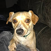 Boomer is registered to the contest to win money with this photo: alert, animal, blanket, brown, canine, closeup, collar, comfort, couch, dog, domestic, ears, eyes, fur, indoor, living_room, nose, pet, soft, whiskers
