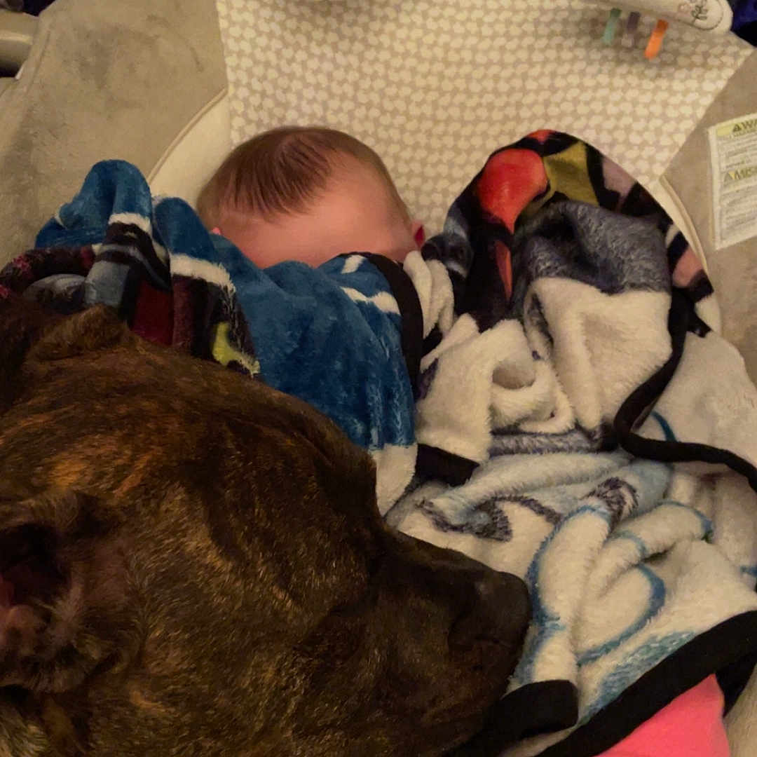 Apollo is registered to the contest to win money with this photo: animal, baby, bed, blanket, canine, couch, crib, dog, face, furniture, head, infantbed, newborn, person, pet, photography, plush, portrait, sleeping, toy