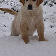 Arlo participe au concours pour gagner de l'argent avec cette photo : puppy, dog, golden_retriever, snow, winter, outdoor, animal, pet, cute, fluffy, fur, nature, young, cold, garden, playful, walking, canine, white, background