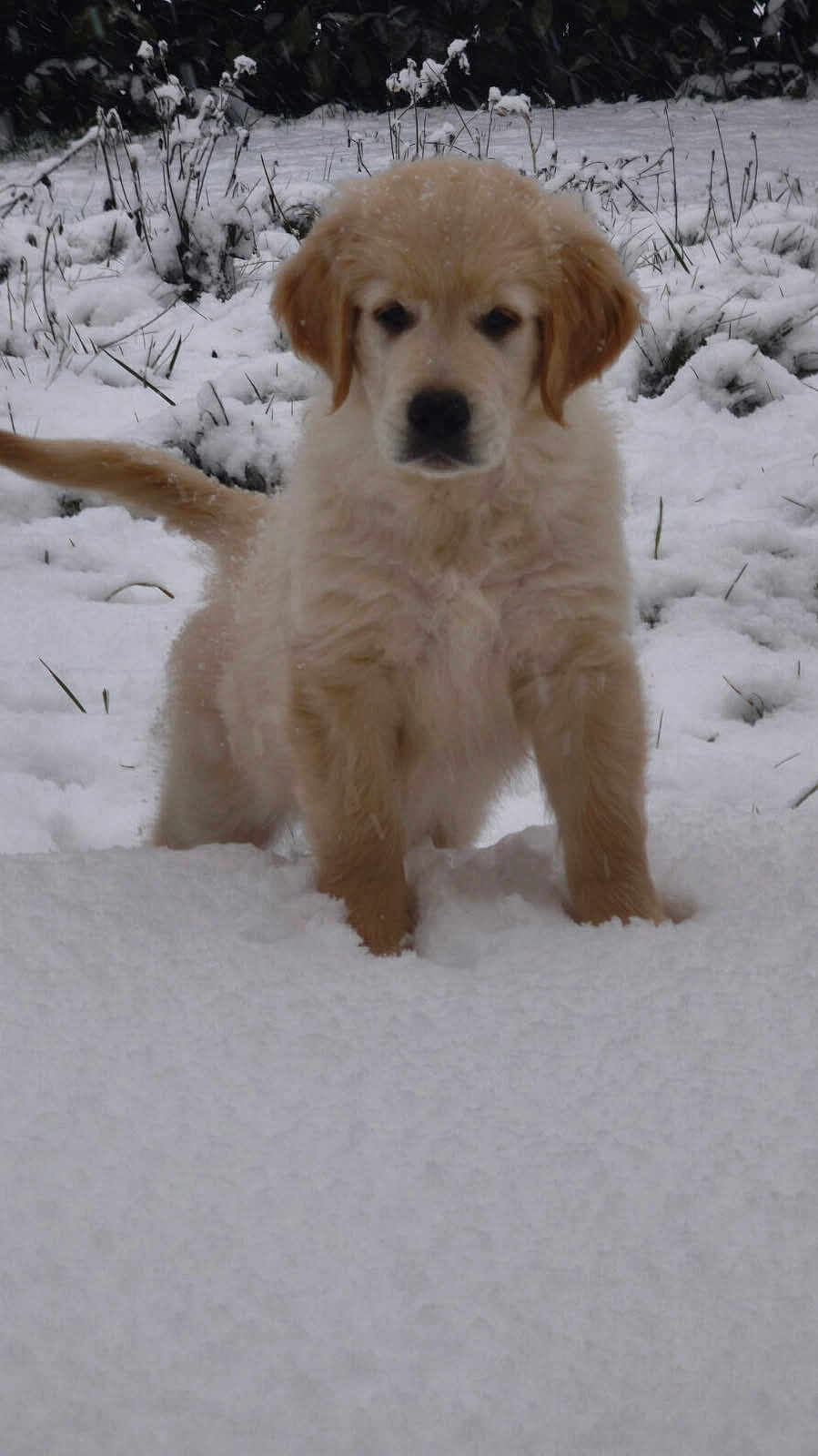 Arlo participe au concours pour gagner de l'argent avec cette photo : puppy, dog, golden_retriever, snow, winter, outdoor, animal, pet, cute, fluffy, fur, nature, young, cold, garden, playful, walking, canine, white, background
