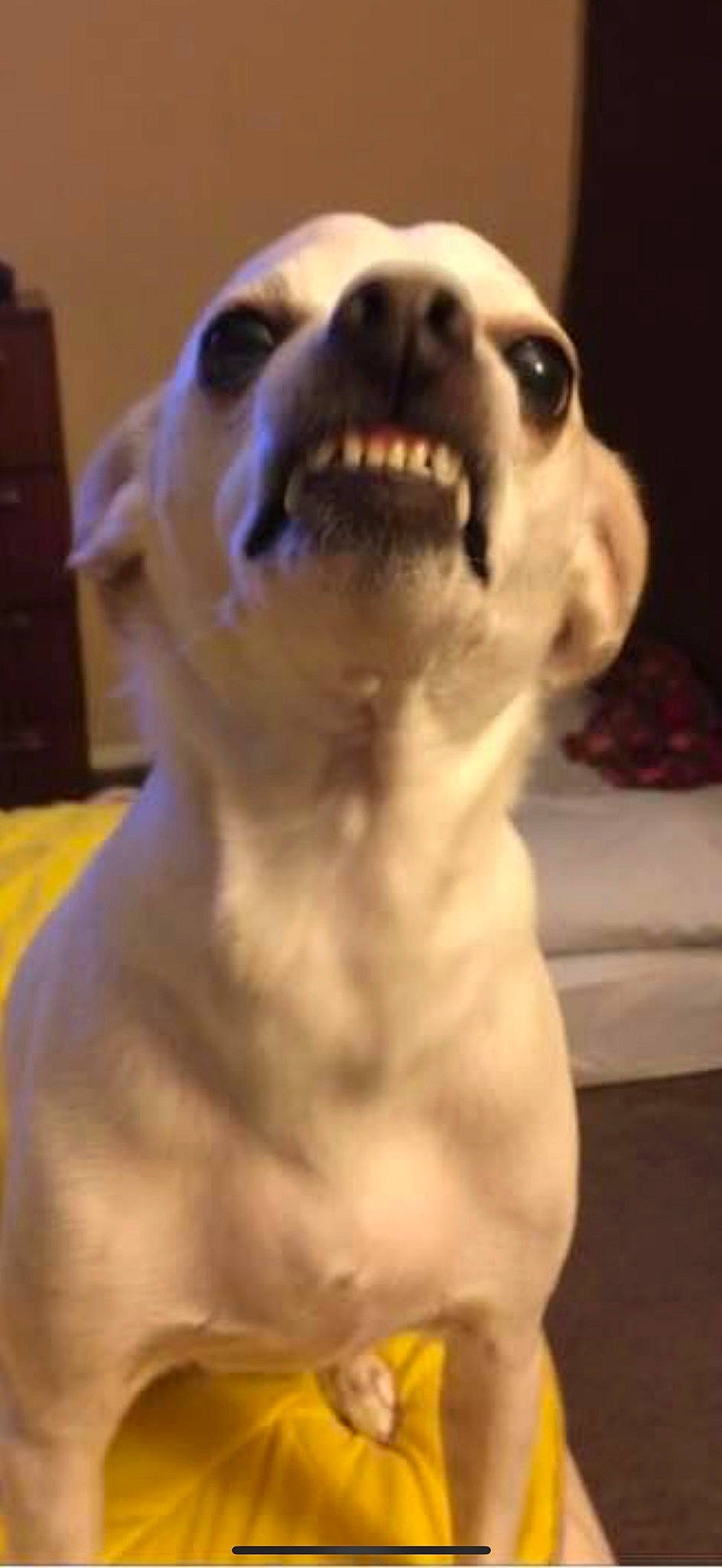 Duncan joined the competition — help win amazing prizes! cabinetry, carnivore, chest, chest_of_drawers, companion_dog, dog, dog_breed, dog_collar, drawer, ear, eyewear, fawn, fur, smile, snout, sporting_group, terrestrial_animal, toy_dog, whiskers, working_animal