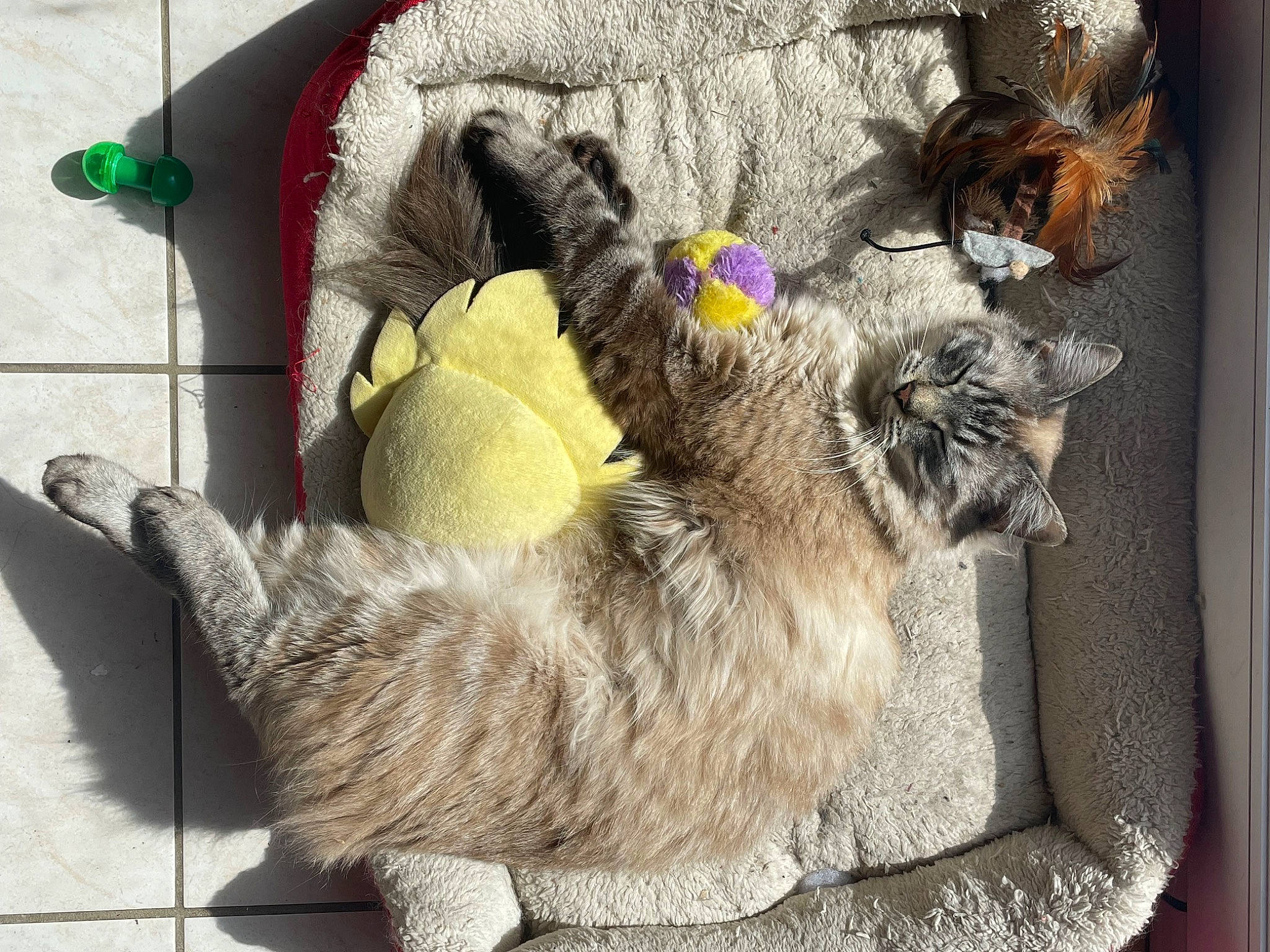 Cepheus a rejoint le concours — aidez-le/la à gagner de superbes lots ! carnivore, cat, cat_supply, cat_toy, claw, comfort, companion_dog, dog_breed, domestic_short_haired_cat, fawn, felidae, fur, paw, pet_supply, small_to_medium_sized_cats, snout, sporting_group, tail, terrestrial_animal, whiskers