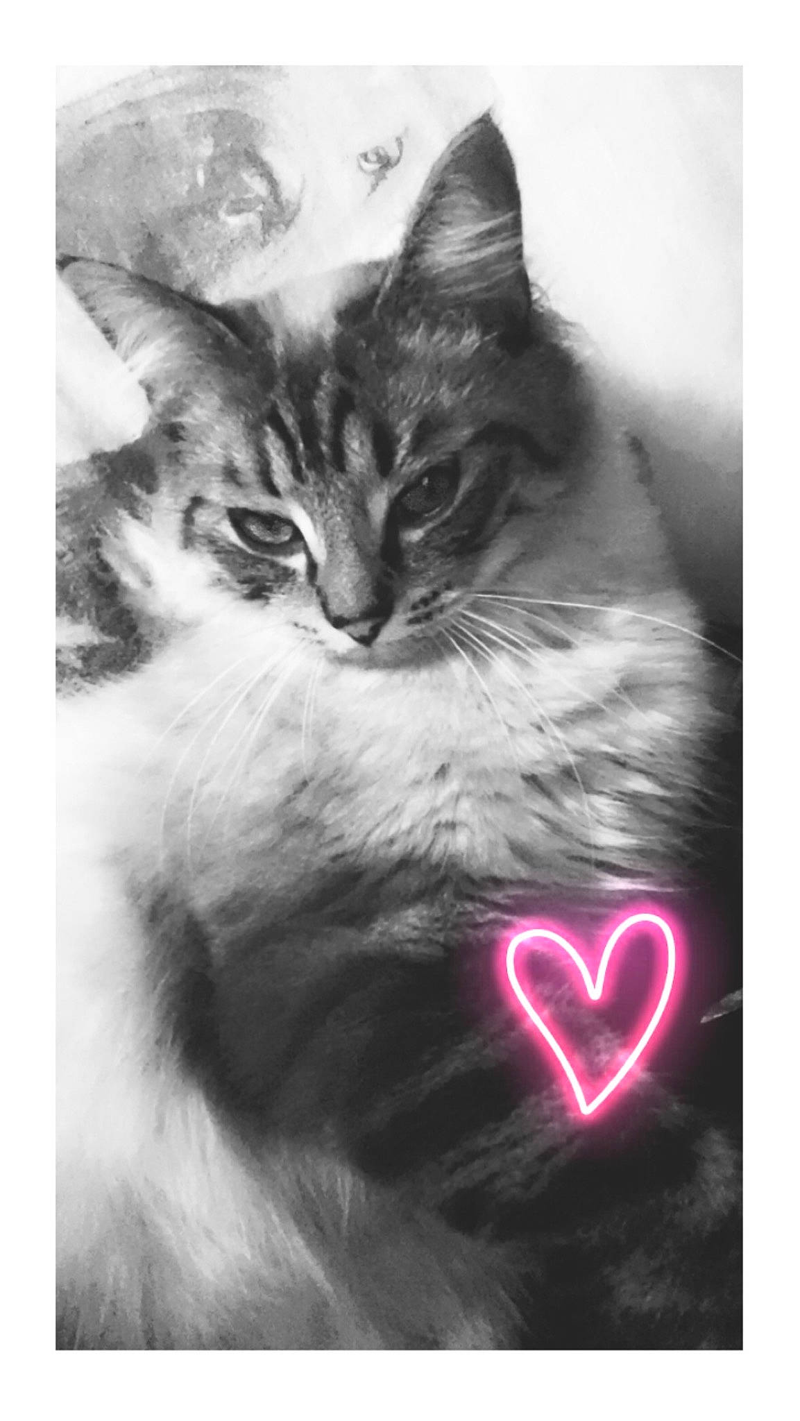 Cepheus participe au concours pour gagner de l'argent avec cette photo : art, carnivore, cat, domestic_short_haired_cat, felidae, fur, happy, heart, illustration, monochrome, monochrome_photography, paw, photo_caption, small_to_medium_sized_cats, snout, still_life_photography, stock_photography, whiskers, window