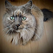 Peluche participe au concours pour gagner de l'argent avec cette photo : animal, cat, close_up, curious, cute, domestic_cat, face, feline, fluffy, focused, green_eyes, indoor, long_hair, looking_up, mammal, pet, portrait, soft_fur, whiskers, wooden_floor