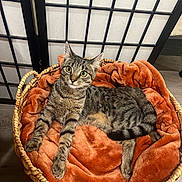 Aries joined the competition — help win amazing prizes! cat, tabby_cat, basket, blanket, orange_blanket, cozy, indoor, pet, fur, whiskers, ears, floor, wood_floor, relaxed, curious, animal, feline, resting, home, cute