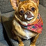dog, small_dog, pet, bandana, colorful, floral_pattern, brown_fur, white_chest, ears_up, sitting, couch, indoor, close_up, cute, looking_up, animal, companion, domestic_animal, fur, paw