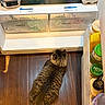 Milo joined the competition — help win amazing prizes! cat, tabby, furry, animal, pet, refrigerator, fridge, open_door, food, groceries, eggs, containers, dairy, kitchen, wood_floor, indoor, top_down_view, long_tail, striped_fur, home_appliance