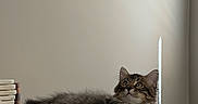 Milo joined the competition — help win amazing prizes! cat, tabby_cat, fluffy, long_hair, pet, animal, lying_down, table, wooden_table, indoor, home, window_light, sunlight, books, chair, furniture, cozy, portrait, whiskers, alert