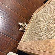 Milo is registered to the contest to win money with this photo: cat, kitten, animal, furry, fluffy, tabby, face, eyes, ears, curious, peeking, indoors, wooden_floor, wooden_table, woven_texture, furniture, home, portrait, looking_up, funny