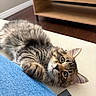 Milo is registered to the contest to win money with this photo: cat, kitten, tabby, fluffy, fur, pet, animal, lying_down, upside_down, blue_eyes, whiskers, ears, paws, couch, sofa, living_room, remote_control, wooden_furniture, indoor, cute