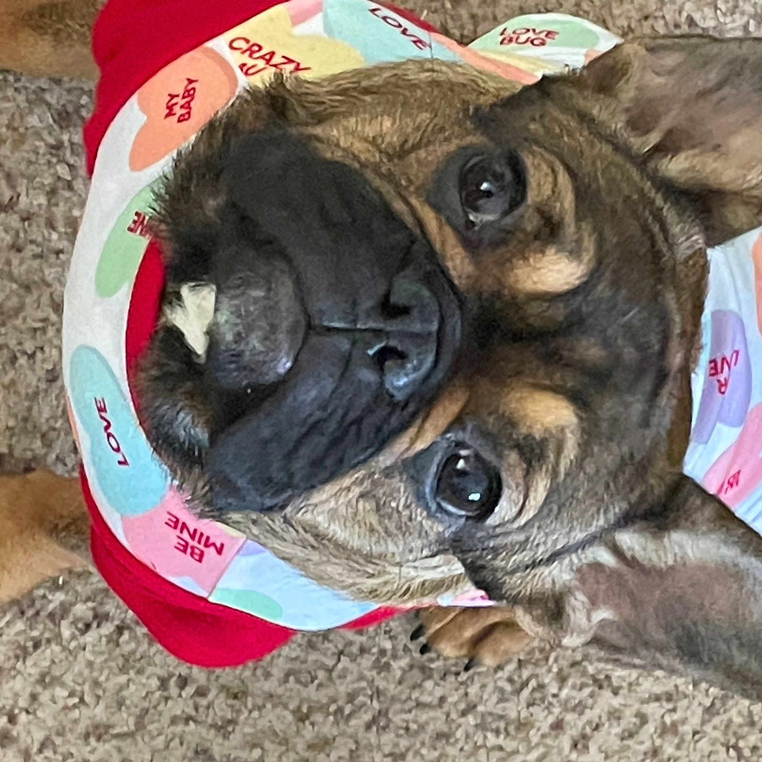 Savannah Holmes joined the competition — help win amazing prizes! canidae, carnivore, collar, companion_dog, dog, dog_breed, ear, fawn, fur, non_sporting_group, paw, pet_supply, puppy, snout, sporting_group, terrestrial_animal, toy_dog, whiskers, working_animal, wrinkle