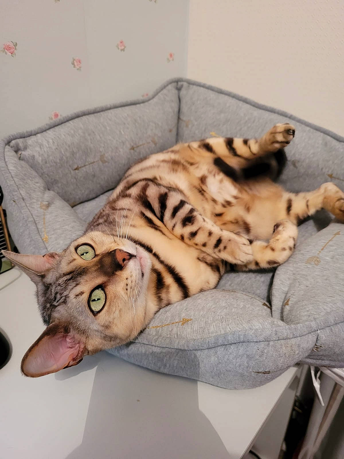 Moon is registered to the contest to win money with this photo: bengal_tiger, big_cats, carnivore, cat, comfort, fawn, felidae, fur, linens, mammal, siberian_tiger, small_to_medium_sized_cats, snout, tail, terrestrial_animal, tiger, vertebrate, whiskers, wildlife, wood