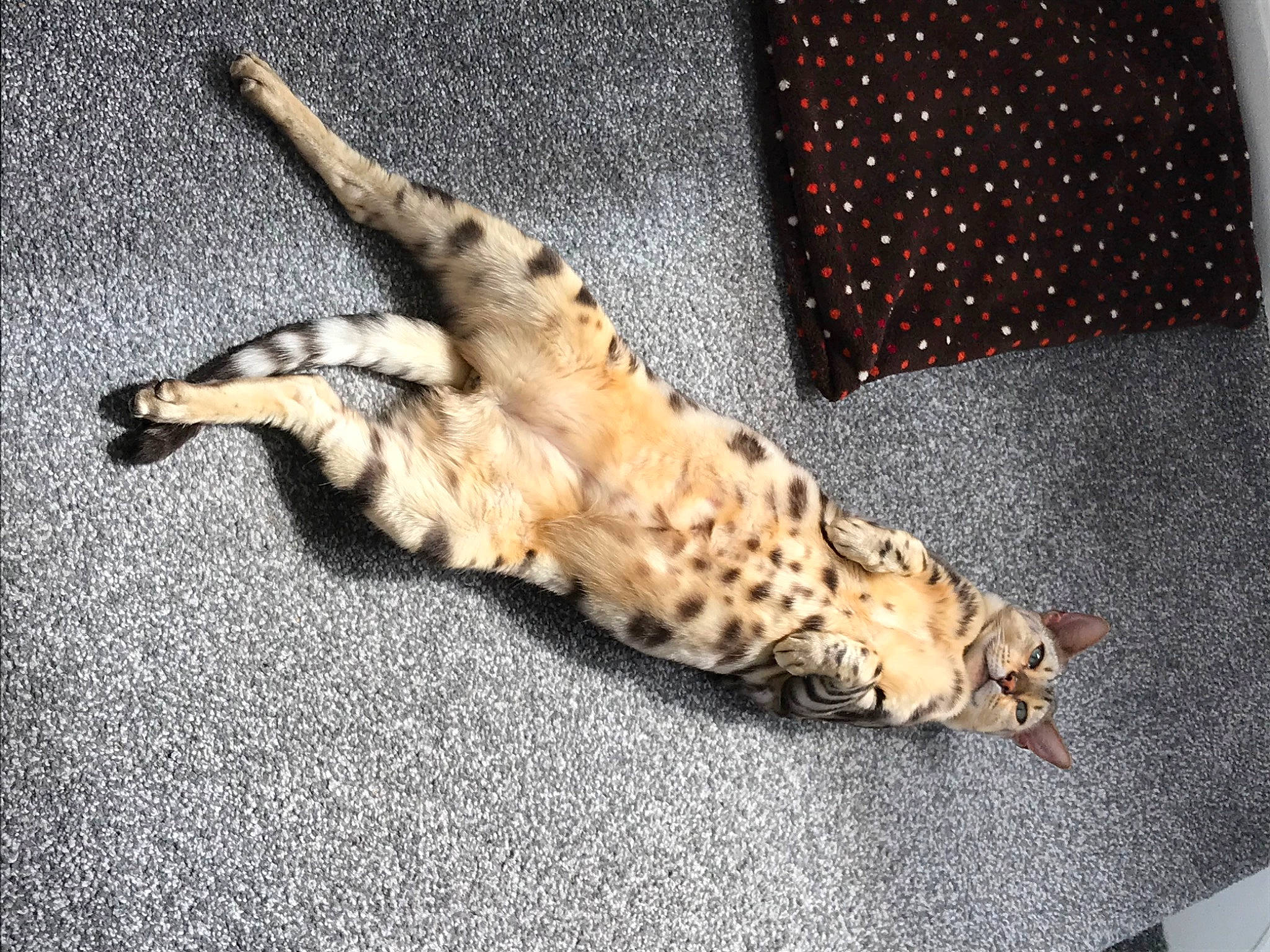 Moon joined the competition — help win amazing prizes! big_cats, canidae, carnivore, cat, claw, comfort, dog_breed, domestic_short_haired_cat, fawn, felidae, foot, fur, human_leg, pattern, paw, small_to_medium_sized_cats, snout, tail, terrestrial_animal, whiskers