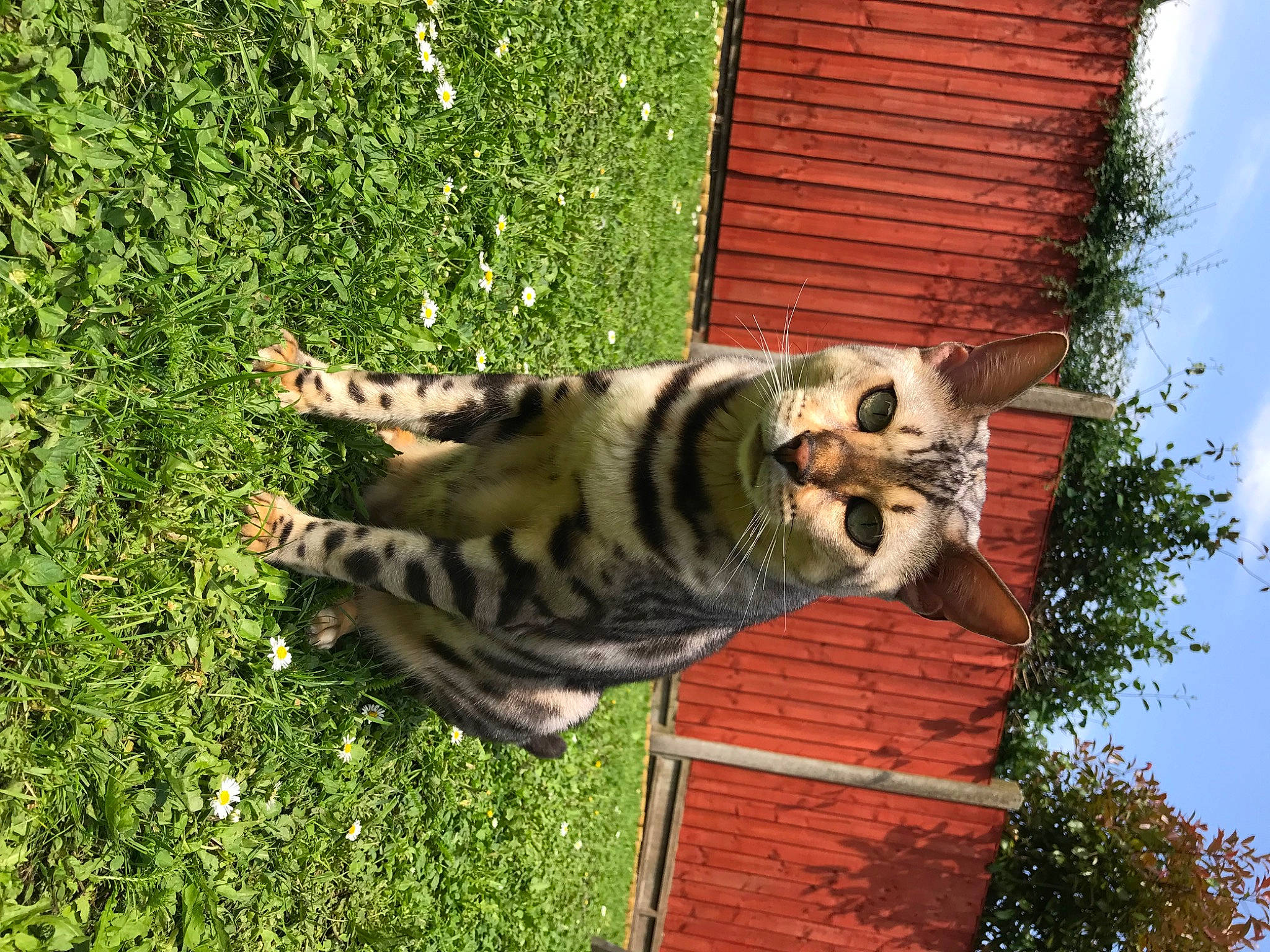 Moon is registered to the contest to win money with this photo: bengal_tiger, carnivore, cloud, dog, dog_breed, fawn, felidae, grass, lawn, leaf, plant, sky, snout, tail, tree, trunk, whiskers, window, wood, woody_plant