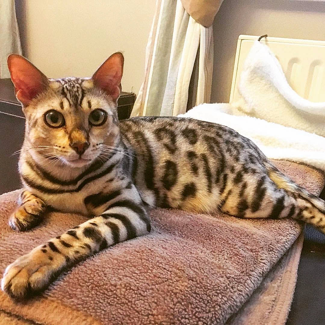 Moon joined the competition — help win amazing prizes! carnivore, cat, cat_supply, comfort, domestic_short_haired_cat, door, felidae, fur, head, mammal, room, sitting, small_to_medium_sized_cats, snout, tail, terrestrial_animal, vertebrate, whiskers