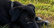 Suki a rejoint le concours — aidez-le/la à gagner de superbes lots ! animal, black_dog, canine, close_up, collar, daytime, dog, fur, grass, ground, lying_down, nature, nostril, outdoor, pet, playful, resting, sunlight, twig, white_paws