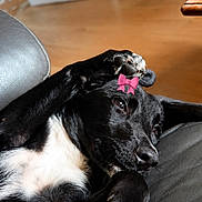 Suki participe au concours pour gagner de l'argent avec cette photo : animal, black_dog, canine, comfort, couch, cozy, cute, dog, domestic_animal, furniture, house, indoor, lying_down, paw, pet, pink_bow, relaxed, resting, warm_light, white_paw