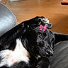 animal, black_dog, canine, comfort, couch, cozy, cute, dog, domestic_animal, furniture, house, indoor, lying_down, paw, pet, pink_bow, relaxed, resting, warm_light, white_paw