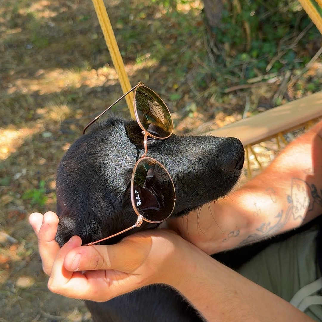 Suki participe au concours pour gagner de l'argent avec cette photo : dog, black_dog, sunglasses, outdoor, tattoo, hand, hammock, sunlight, nature, tree, grass, shade, relaxing, pet, canine, person, arm, casual, summer, leaves