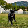 Suki participe au concours pour gagner de l'argent avec cette photo : dog, black_dog, white_markings, running, grass, field, outdoor, pet, canine, playful, ears, happy, animal, nature, daylight, fence, trees, mountains, house, front_view