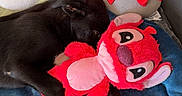 Suki a rejoint le concours — aidez-le/la à gagner de superbes lots ! dog, black_dog, sleeping, plush_toy, red_toy, blanket, blue_blanket, pillow, decorative_pillow, red_bow, couch, leather_couch, nap, cozy, indoor, pet, animal, resting, cute, soft_toy