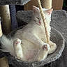 animal, cat, cat_tree, cozy, cute, domestic_animal, feline, fluffy, fur, hammock, home, indoor, paw, pet, relaxed, resting, rope, sleepy, soft, white_cat