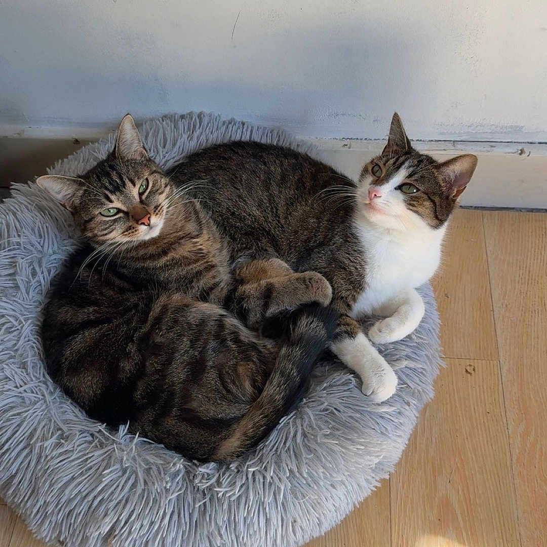 Tinanala participe au concours pour gagner de l'argent avec cette photo : cat, cats, pet, pets, feline, animal, animals, indoor, bed, fluffy_bed, cozy, snuggling, wooden_floor, sunlight, relaxed, curious, tabby_cat, white_cat, pair, cute