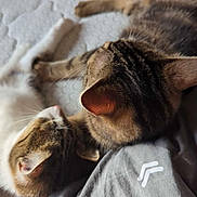 Tinanala participe au concours pour gagner de l'argent avec cette photo : cat, tabby_cat, white_cat, sleeping, bed, mattress, cozy, pet, animal, feline, fur, whiskers, ears, resting, indoor, companion, cute, domestic_animal, closeup, relaxation
