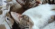 Tinanala participe au concours pour gagner de l'argent avec cette photo : cat, sleeping, bed, blanket, fur, cozy, domestic, indoor, resting, cute, pet, feline, whiskers, closeup, two_animals, relaxation, soft, comfortable, animal, companion