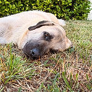 Aslan a rejoint le concours — aidez-le/la à gagner de superbes lots ! dog, grass, outdoor, pet, animal, lying_down, tan_coat, black_muzzle, greenery, bushes, nature, relaxed, close_up, canine, mammal, fur, resting, daylight, eyes, snout