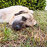 dog, grass, outdoor, pet, animal, lying_down, tan_coat, black_muzzle, greenery, bushes, nature, relaxed, close_up, canine, mammal, fur, resting, daylight, eyes, snout
