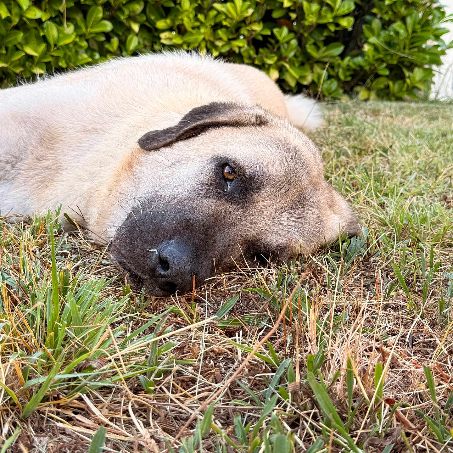 Aslan