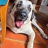 dog, canine, pet, indoor, floor, tile_floor, tongue_out, happy, seated, paw, chair, wooden_furniture, brown, beige, animal, companion, domestic, looking, face, mouth