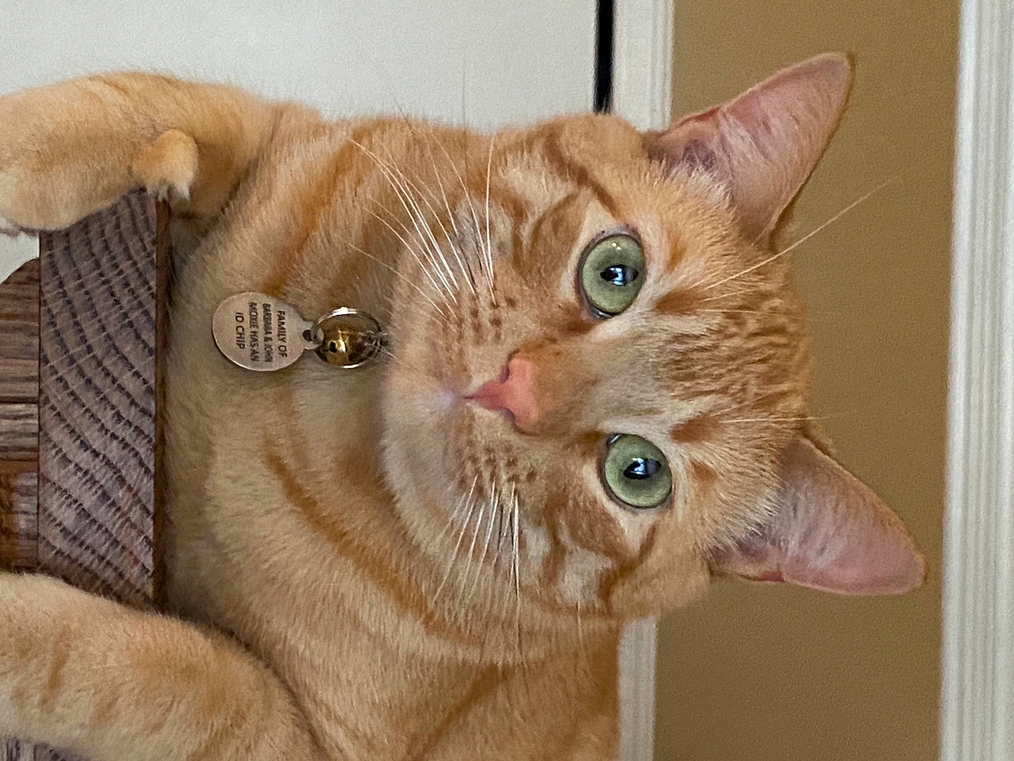 Moxie is registered to the contest to win money with this photo: beige, carnivore, cat, collar, domestic_short_haired_cat, fawn, felidae, fur, peach, pet_supply, small_to_medium_sized_cats, snout, tabby_cat, vertebrate, whiskers