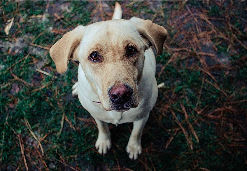 Jess joined the competition — help win amazing prizes! canidae, carnivore, circle, companion_dog, dog, dog_breed, grass, hunting_dog, non_sporting_group, plant, soil, sporting_group, terrestrial_animal, tree, twig, whiskers, wood, working_animal