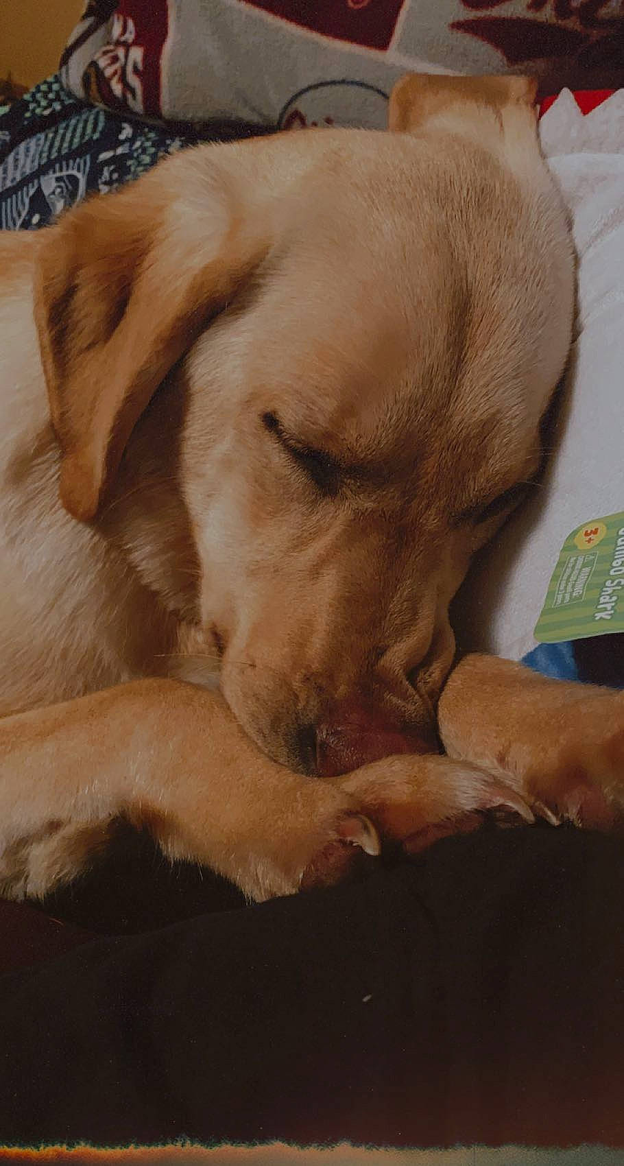 Jess is registered to the contest to win money with this photo: canidae, carnivore, comfort, companion_dog, dog, dog_breed, fawn, fur, gesture, guard_dog, labrador_retriever, nap, paw, retriever, sleep, snout, sporting_group, whiskers, working_animal, wrinkle