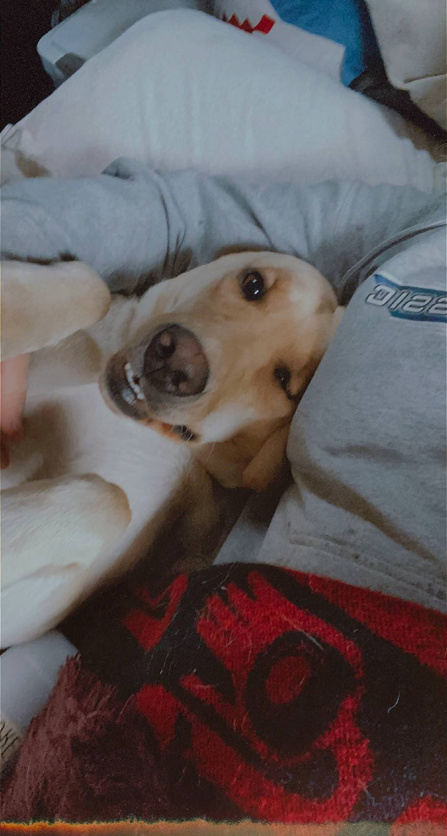 Jess joined the competition — help win amazing prizes! bed, canidae, carnivore, comfort, companion_dog, dog, dog_breed, dog_supply, fawn, fur, linens, non_sporting_group, snout, sporting_group, whiskers, working_animal