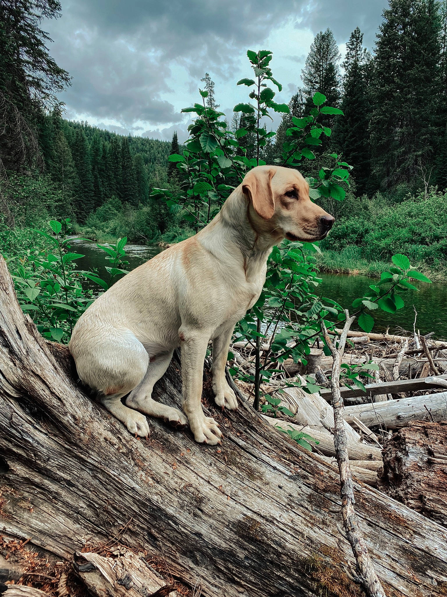 Jess is registered to the contest to win money with this photo: carnivore, cloud, companion_dog, dog, dog_breed, fawn, forest, grass, gun_dog, labrador_retriever, landscape, natural_landscape, plant, sky, tail, terrestrial_animal, tree, wood, woodland, working_animal