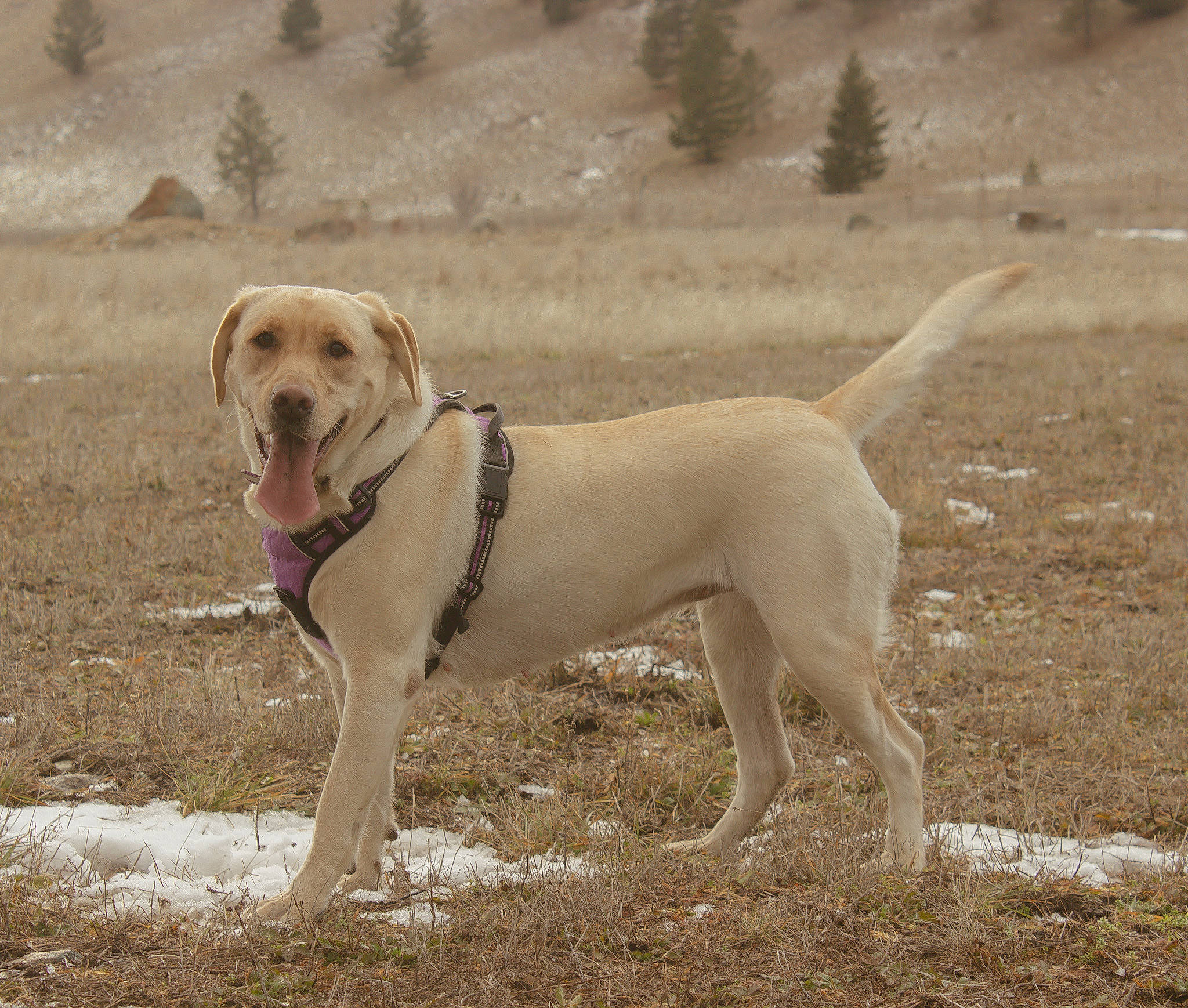 Jess joined the competition — help win amazing prizes! canidae, carnivore, collar, companion_dog, dog, dog_breed, dog_collar, dog_supply, fawn, gun_dog, pet_supply, plant, snout, soil, sporting_group, tail, terrestrial_animal, wildlife, working_animal, working_dog