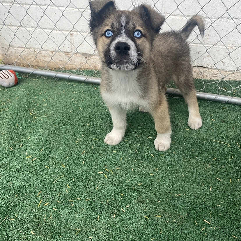 Cortez is registered to the contest to win money with this photo: accessories, animal, ball, canine, dog, eskimodog, fence, football, grass, husky, lawn, pet, plant, puppy, soccer, soccerball, sport, strap, tennis, tennisball