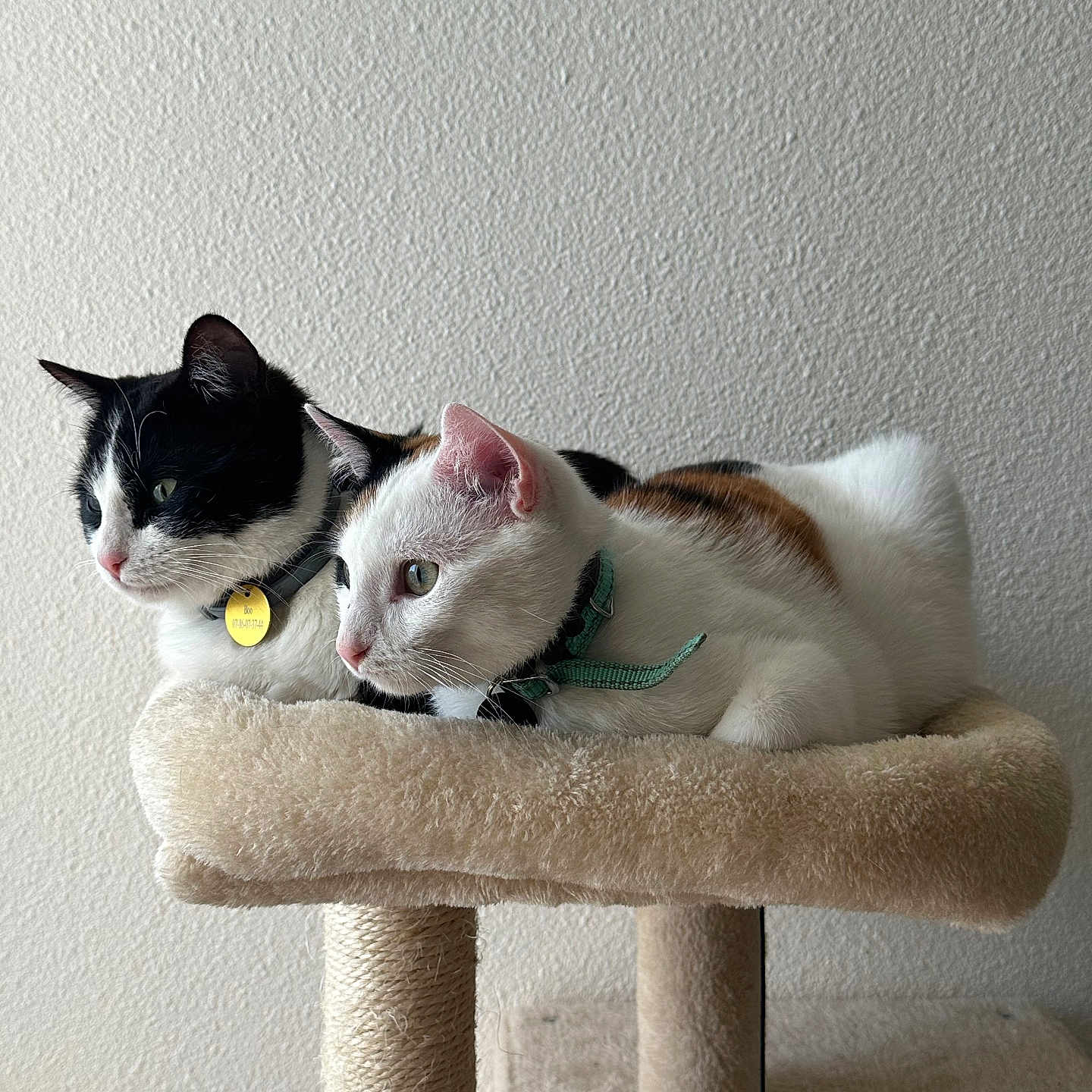 Boo Et Milo a rejoint le concours — aidez-le/la à gagner de superbes lots ! animal, black_and_white_cat, calico_cat, cat, cat_tree, cats, collar, cozy, cute, domestic_animal, ears, eyes, feline, fur, indoor, looking, mammal, pet, resting, whiskers